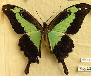 Papilio phorcas congoanus